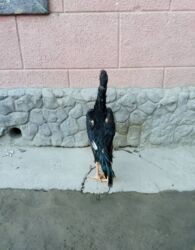 продам французского бульдога: На продажу цыплята апрельские конец микс Тайвань +япон шамо линия