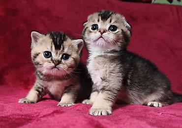 Продажа кошек: Скотиш Фолд (Шотландская вислоухая), 2 месяца, Девочка at lalafo.kg — 1 Продажа кошек: Скотиш Фолд (Шотландская вислоухая), 2 месяца, Девочка — 1