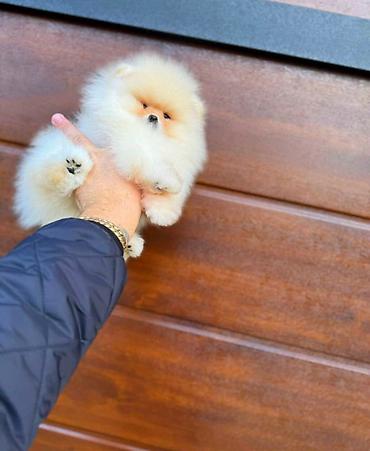 kupujem prodajem pomeranac: Najlepsi Pomeranci Boo samo u Pom_Hash_Starsu, bebe najkrace njuskice — 9