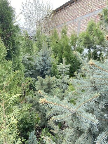 Декоративные деревья: Саженцы деревьев: Ели, Платная доставка, Самовывоз — 9