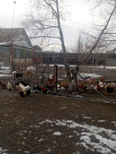 Куры, петухи: Продаю | Куры | Для разведения — 8