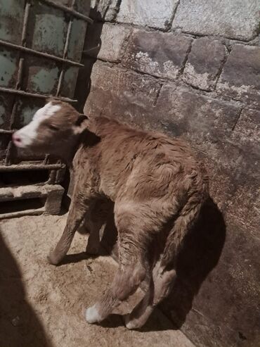 Dana, buzov: Dana, buzov, Erkək, Simental, ay: 5, Damazlıq — 13