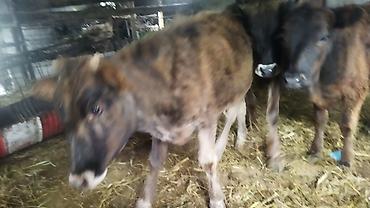 Коровы, быки: Продаю | Тёлка | На откорм — 7