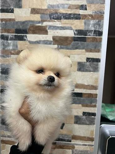 Psi: Pomeranac, štenci vrhunskog kvaliteta Pomeranci devet nedelja stari — 5