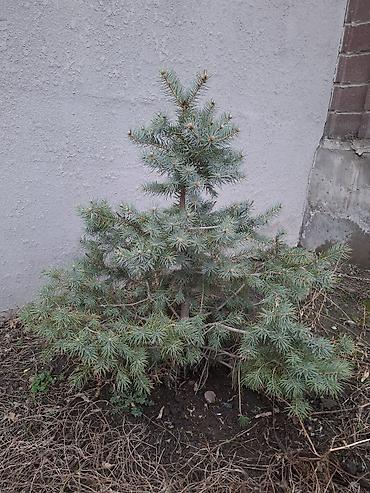 Сосна: Сосна обыкновенная и ель колючая (голубая) — саженцы для озеленения — 9