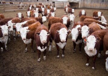 собака для охраны: Продаю | Корова (самка), Бык (самец), Тёлка