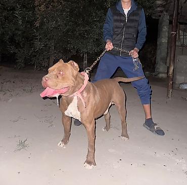 Питбуль, 3 года, Самец, С прививкой