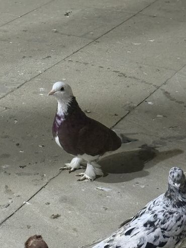 отдам кошку в хорошие руки: Salam aleykum iki iri leley iki badam leley hamsı 30 manat