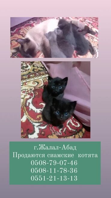 кот купить: Г.Жалал Абад 
продаются сиамские котята