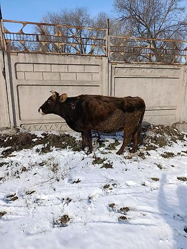 Коровы, быки: Продаю | Корова (самка) | Для молока — 26