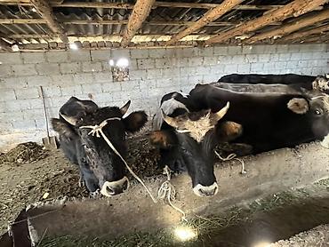 Коровы, быки: Продаю | Бык (самец) | На откорм | Привязанные — 4