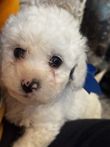 İtlər: Pudel, 2 ay, Erkek, Ödənişli çatdırılma — 18