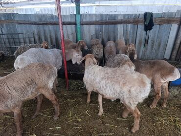 наполнитель для животных: Продаю | Овца (самка) | Для разведения | Матка