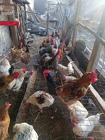 Птицы: Петухи большие — 1