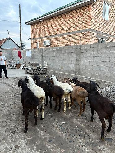 А/ч жаныбарларын сатам: Сатам | Кочкор (эркек) — 6