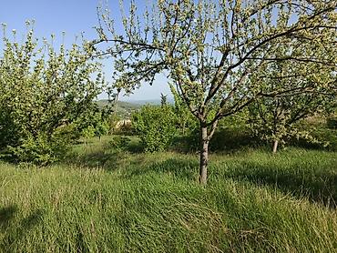 Torpaq sahələrinin satışı: 30 sot, Tikinti, Mülkiyyətçi, Kupça (Çıxarış) — 6