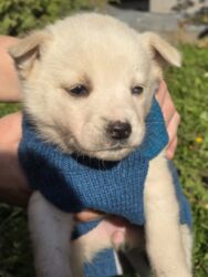 Psi: POKLANJAM štence mesanci haskija i ptičara,očišćeni od — 3