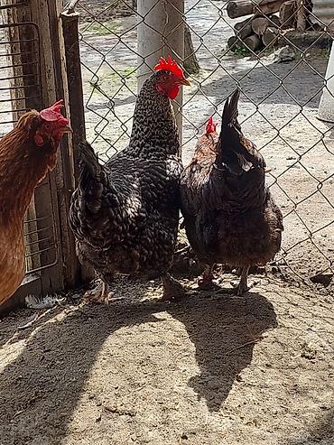 cins qazlar: Toyuq, Yumurtalıq, Ödənişli çatdırılma, Ünvandan götürmə — 6
