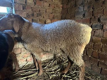 Баран, овца: Продаю | Овца (самка) | Для разведения | Племенные — 4