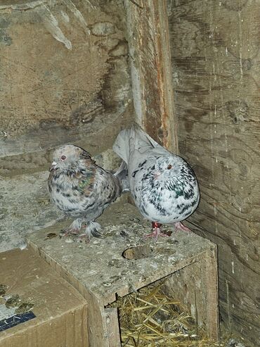 Göyərçinlər: Müxtəlif rənglərdə iki göyərçin təklif olunur. Biri gənc, qəhvəyi, boz — 4