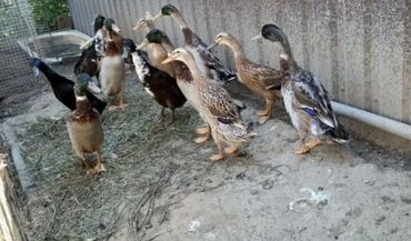 Другие с/х животные: Продам только самцов на разведения или забой
1 утка
