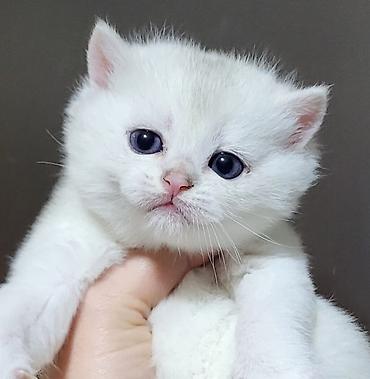 Pişiklər: Şinşilla — 2