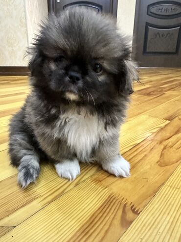 pekines balasi satilir: Pekines, 2 ay, Erkek