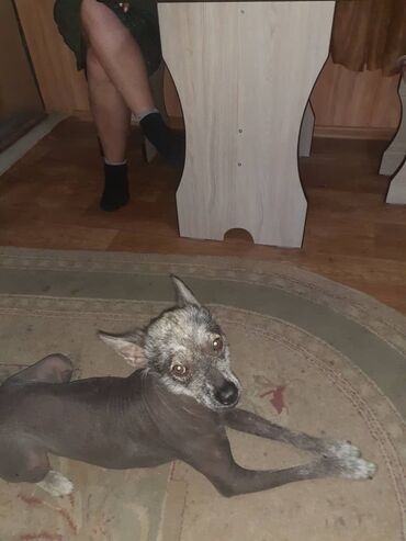 собака даберман: 2 жаш, Эркек, Эмделген