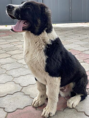 корм животным: Продаётся отличный щенок Среднеазиатской овчарки (Алабай),супер