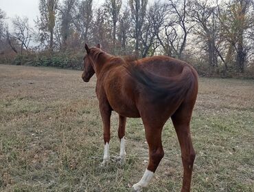 домик для животных: Сатам | Тай | Жумушка