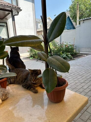 мусорные пакеты: Фикус Эластика (Ficus elastica) в горшке - Компактный молодой