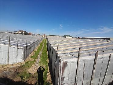 Torpaq sahələrinin satışı: Kənd təsərrüfatı — 5