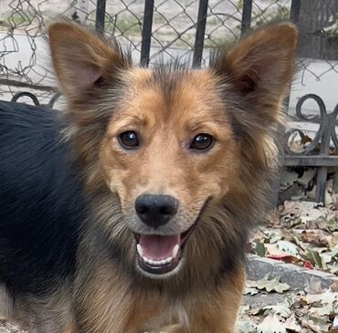 акустические системы acme колонка в виде собак: Собака даром: Дворняжка, 11 месяцев, Самка, С прививкой