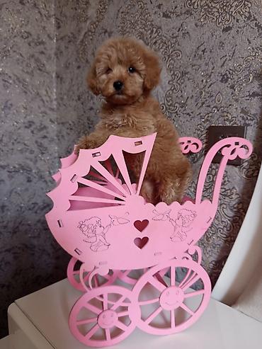 İtlər: Pudel, 2 ay, Dişi — 7