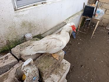 Ördəklər: Dişi, | Lal ördək, Ətlik — 3