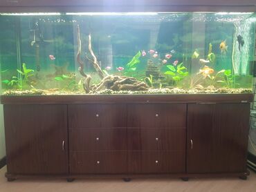 рыбки аквариум: Продаю заводской аквариум длина 1,83 м высота 1,30м высота стекло