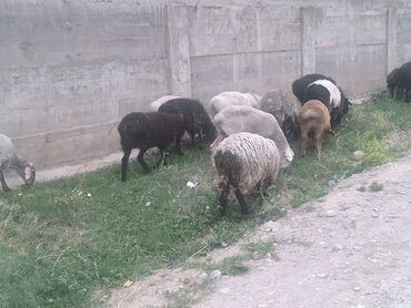 Бараны, овцы: Продаю | Овца (самка), Ягненок, Баран (самец) | Гиссарская, Полукровка, Меринос | На забой, Для разведения | Племенные, Кастрированные, Осеменитель — 4