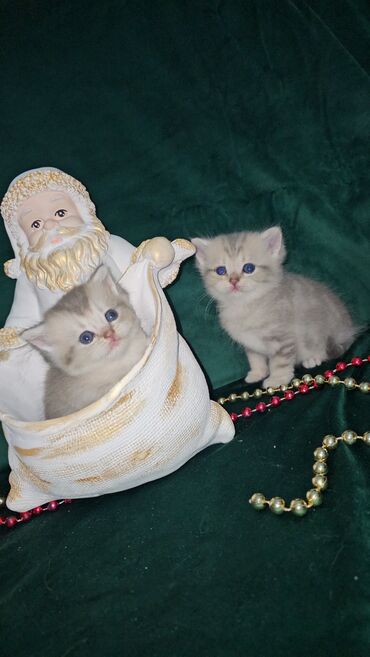 Pişiklər: Şotland, Ünvandan götürmə — 22