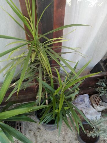 Sobne biljke: Palma