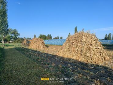 жугору сатылат: Продается Кукурузник домашний в снопах!!! Количество 250шт