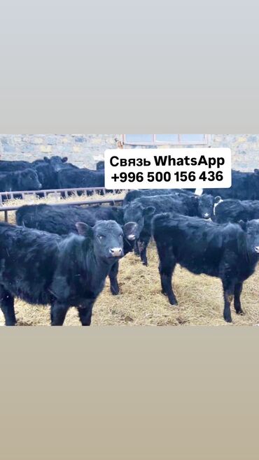 продаю музоо торпок корова самка бык самец айрширская ангус алатауская на забой для разведения на откорм племенные нетель привязанные: Сатам | Бука (эркек), Уй (ургаачы), Музоо | Герефорд, Голштин, Симментал | Сүт алуу үчүн, Көбөйтүү үчүн, Союуга