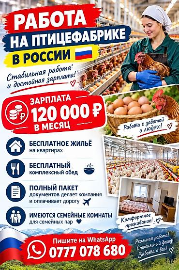 Производство: Работа вахтовым методом не в Бишкеке,на птицефабрике, график 6/1 — 1