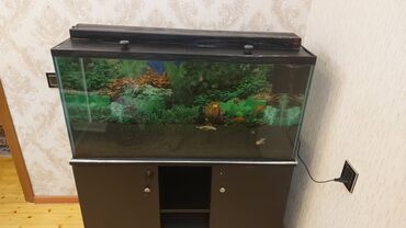 Akvariumlar: Dördbucaq akvarium, Boş, 175 l, Ünvandan götürmə — 5