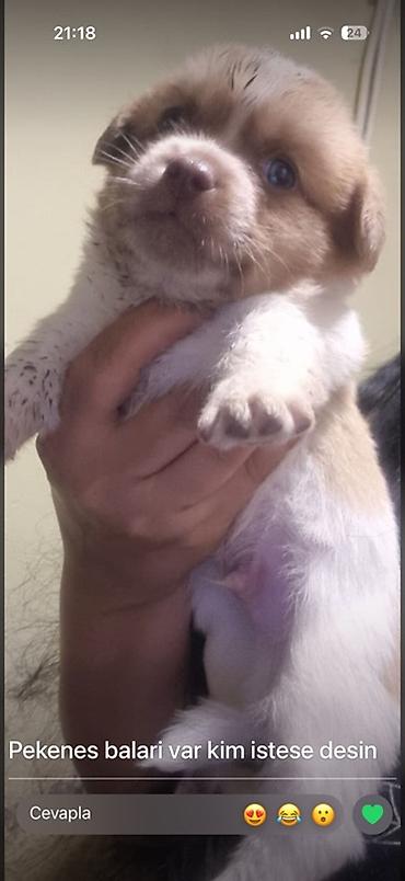 malamut satılır: Pekines, Peyvəndli — 1