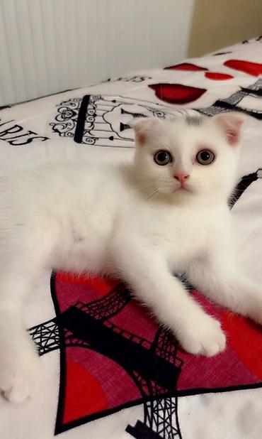 scottish fold satilir: Şotland yastı qulaq — 2