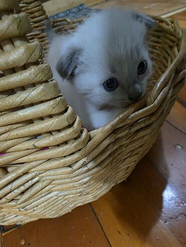 скоттиш страйт шотландская прямоухая кошка: Кошка даром: Беспородная, 1 месяц, Девочка, Приучена к лотку