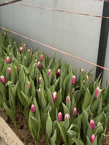 Букеты из живых цветов: Тюльпаны срезанные и на луковице - Сорта и окраски: белые, розовые — 10