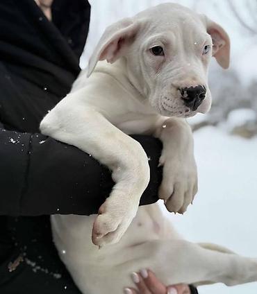 Psi: Na prodaju ZDRAVA ženka dogo argentino, stara 2.5 meseca, redovno — 5