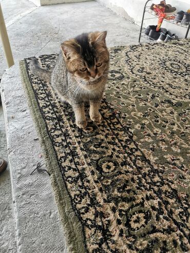 сиамский вислоухий кот: Продаётся Кошка Британская короткошёрстная Окрас : тикированный