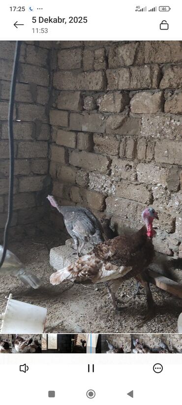 Hinduşka: Məhsul: Hinduşka (ev quşu) Təsvir: - Şəkillərdə boz/gümüşü rəngli və — 9